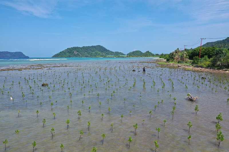 Mangrove Jadi Pelindung Alami Pesisir Pulo Aceh dari Ancaman Abrasi