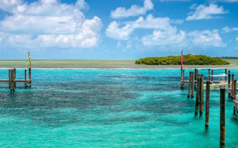 Wisata Lihat Lumba-lumba Berujung Petaka, Wanita Austria Diserang Hiu di Bahama