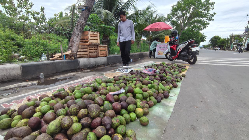 Alpukat dari Dataran Tinggi Gayo Banjiri Banda Aceh, Harga Mulai Rp10 Ribu per Kilogram