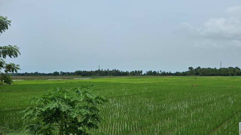 Lahan Pertanian 86 Hektare di Aceh Utara Terancam Tak Produktif, Petani Keluhkan Irigasi