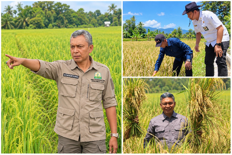 Azanuddin: Ribuan Hektare Sawah Terdampak Bencana Mulai Pulih