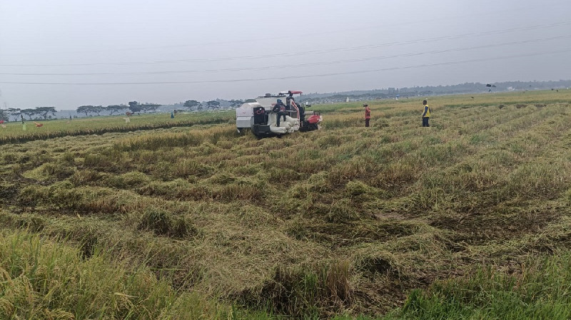 Berbuah Manis, Pemulihan 85 Hektare Sawah di Aceh Utara Sudah Panen