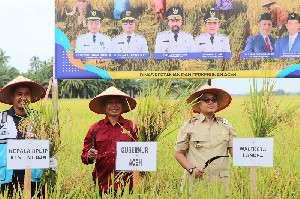 Panen Raya di Langsa, Pemerintah Aceh Pacu Pemulihan Sawah Pascabencana