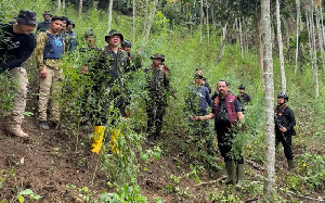 Polda Aceh Temukan 18 Hektare Ladang Ganja di Aceh Utara