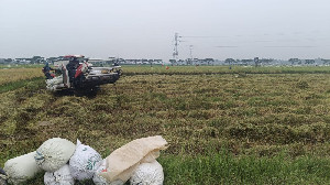85 Hektare Sawah di Aceh Utara Kembali Produktif Usai Satgas PRR Pulihkan Irigasi