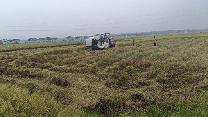Berbuah Manis, Pemulihan 85 Hektare Sawah di Aceh Utara Sudah Panen