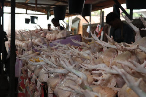 Harga Daging Ayam Ras Naik di Sejumlah Daerah, Bapanas Siapkan Subsidi Angkut