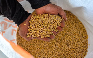 Harga Kedelai Mendekati Rp 12.000 per Kg, Bapanas Siapkan Rp100 Miliar