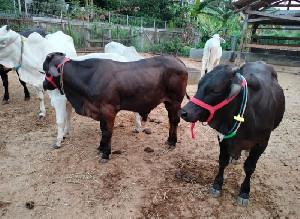 Sapi Gama Jadi Harapan Pemulihan Peternakan Pascabencana di Aceh, Sumut dan Sumbar