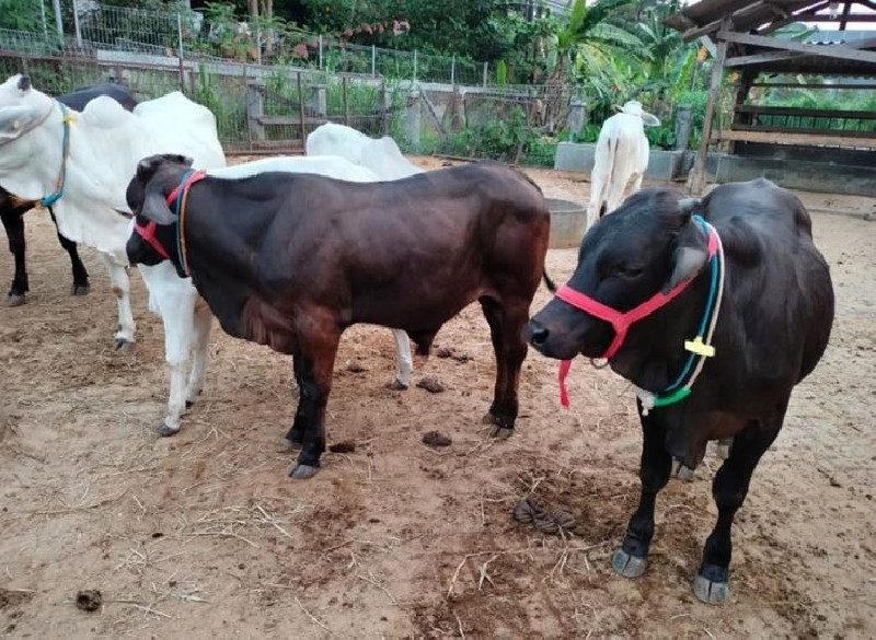 Sapi Gama Jadi Harapan Pemulihan Peternakan Pascabencana di Aceh, Sumut dan Sumbar