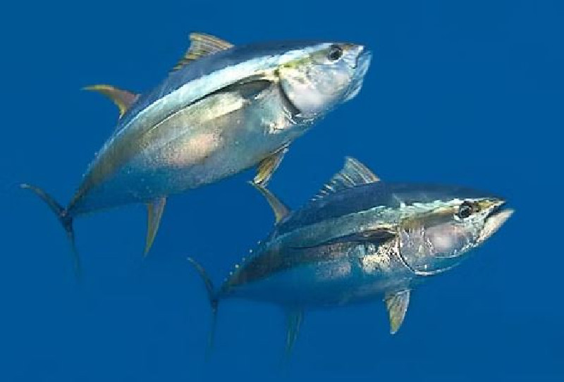 Indonesia Dapat Tambahan Kuota Tuna Sirip Biru, Berpeluang Capai 3.170 Ton